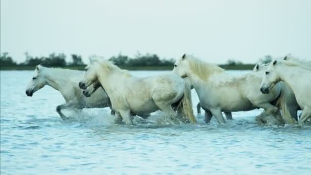witte paarden dieren - Video