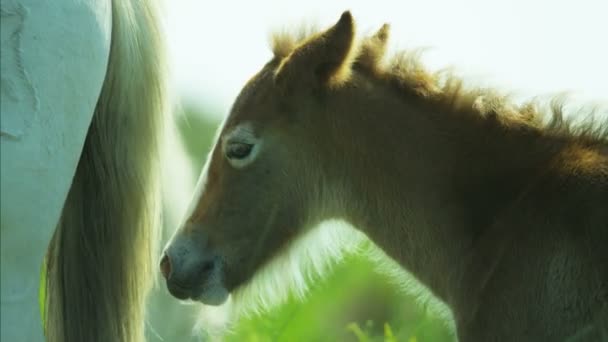 Camargue paarden grazen op grasland  - Video