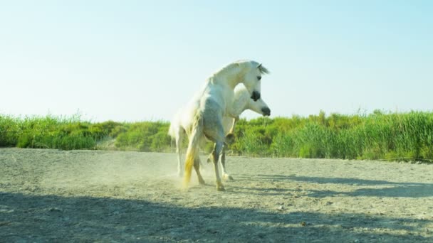 cavalos brancos animais
 - Filmagem, Vídeo