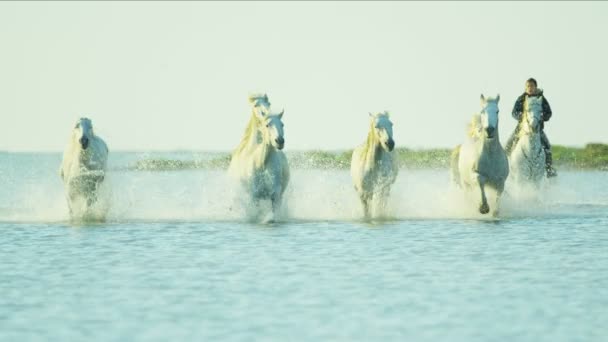troupeau de chevaux Camargue avec cow-boy
 - Séquence, vidéo
