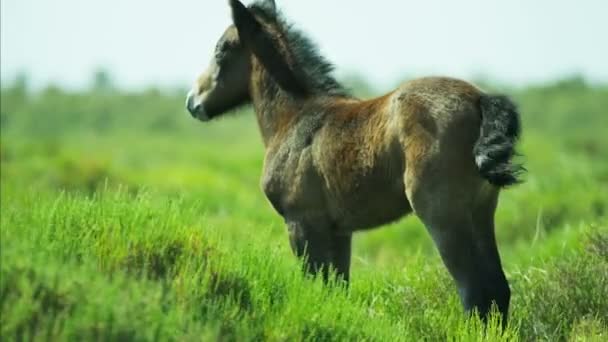 Foal koń Camargue wypasu na użytkach zielonych - Materiał filmowy, wideo