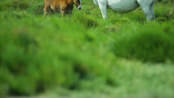 Camargue horses grazing on grassland  - Footage, Video