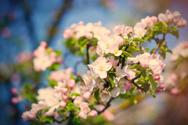 Flores de cerezo florecientes
 - Foto, Imagen