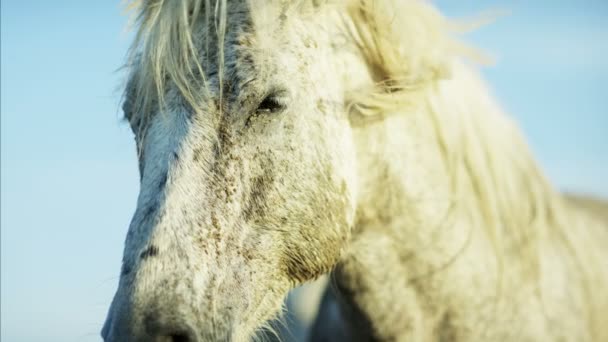 πανέμορφο λευκό Camargue άλογα - Πλάνα, βίντεο