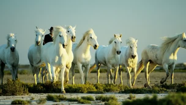 rebanho de cavalos Camargue com cowboys
 - Filmagem, Vídeo
