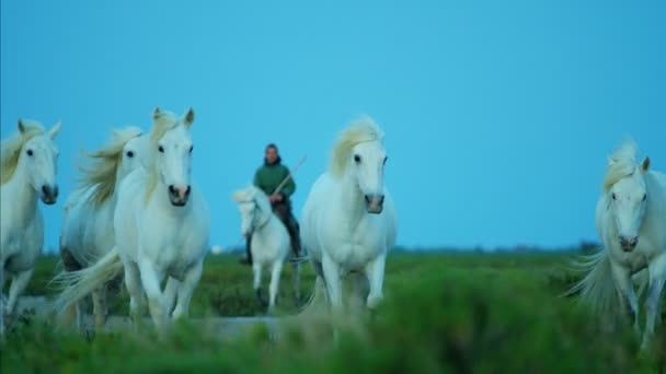 rebanho de cavalos Camargue com cowboy
 - Filmagem, Vídeo