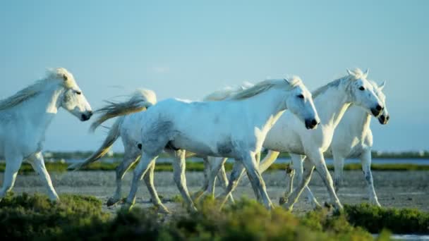 kudde van Camargue paarden met cowboy - Video
