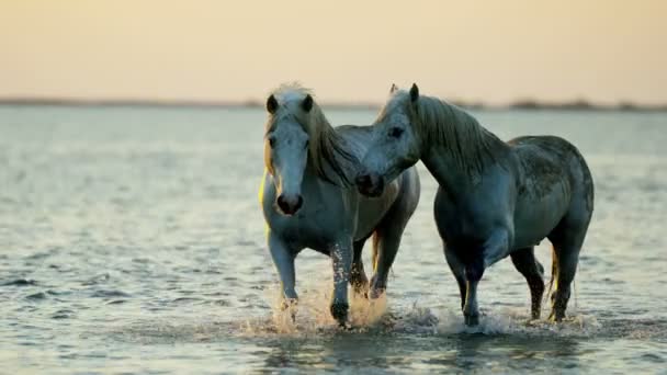 Camargue paarden loopt door ondiepe zee water - Video