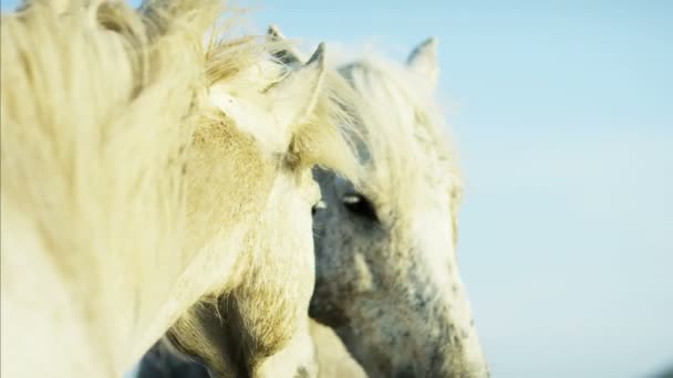 Piękny biały Camargue konie - Materiał filmowy, wideo