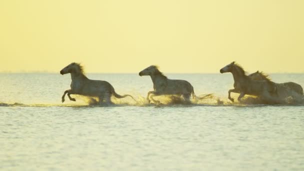 Camargue koně běží přes mořské mělčině - Záběry, video