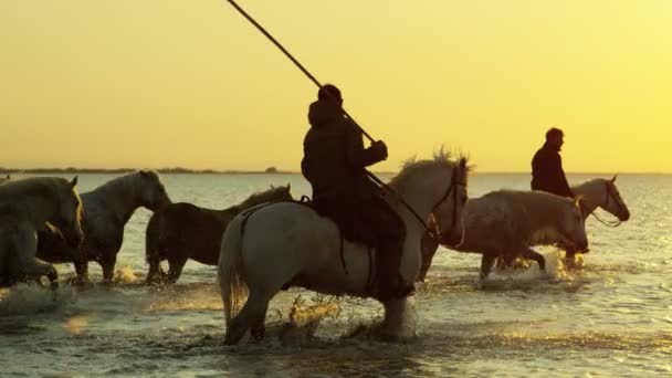 Herde Camargue-Pferde mit Cowboys  - Filmmaterial, Video