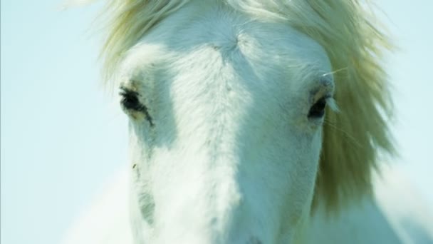 Camargue άλογο που βόσκει σε βοσκότοπους  - Πλάνα, βίντεο
