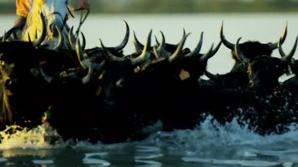 stado byków Camargue z kowbojów - Materiał filmowy, wideo