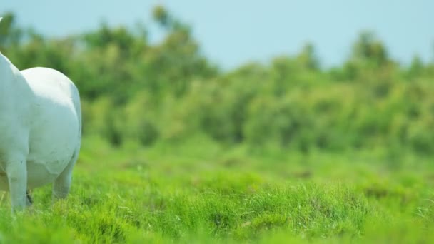 Camargue horse grazing on grassland  - Footage, Video