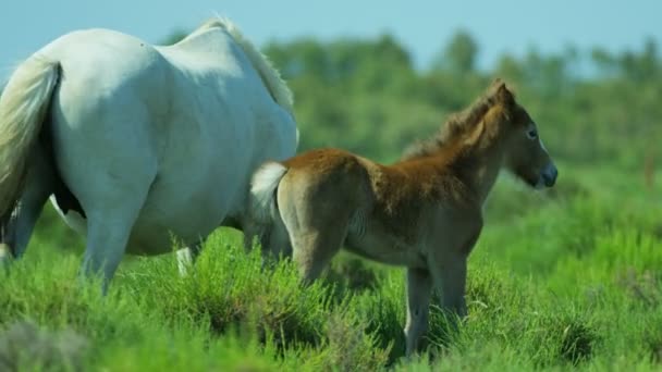 Camargue paarden grazen op grasland  - Video