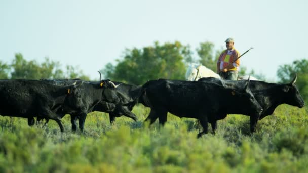 stádo býků Camargue, pasoucí se na louky a pastviny - Záběry, video