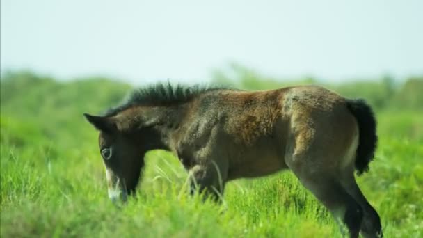 Camargue paard veulen grazen op grasland - Video