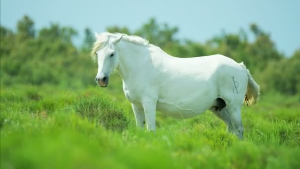 Camargue cavalo pastoreio em pastagens
  - Filmagem, Vídeo