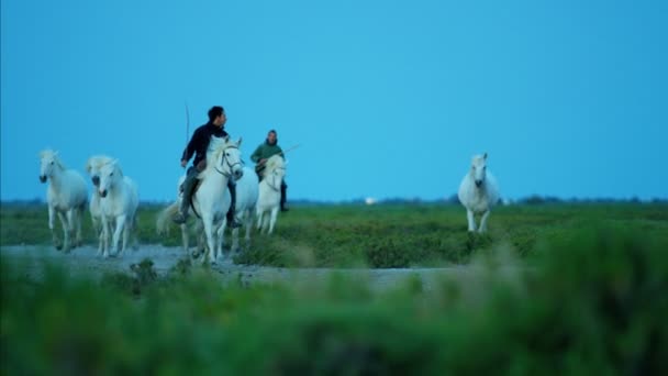kudde van Camargue paarden met cowboys - Video