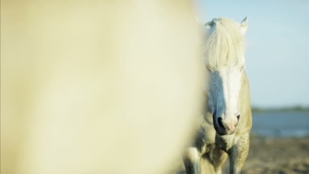 красиві білих Камаргу коней - Кадри, відео