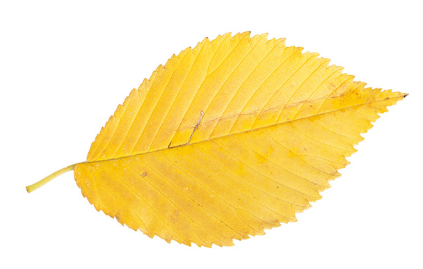 Желтый осенний лист
 - Фото, изображение