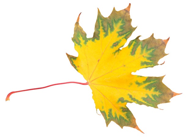 Yellow maple leaf - Photo, Image