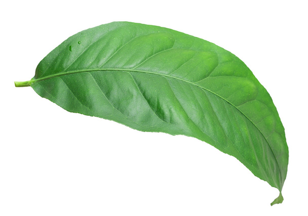Citrus zelené listy - Fotografie, Obrázek