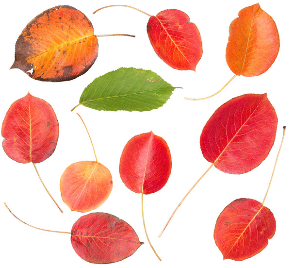 Conjunto de hojas coloridas de otoño
 - Foto, Imagen