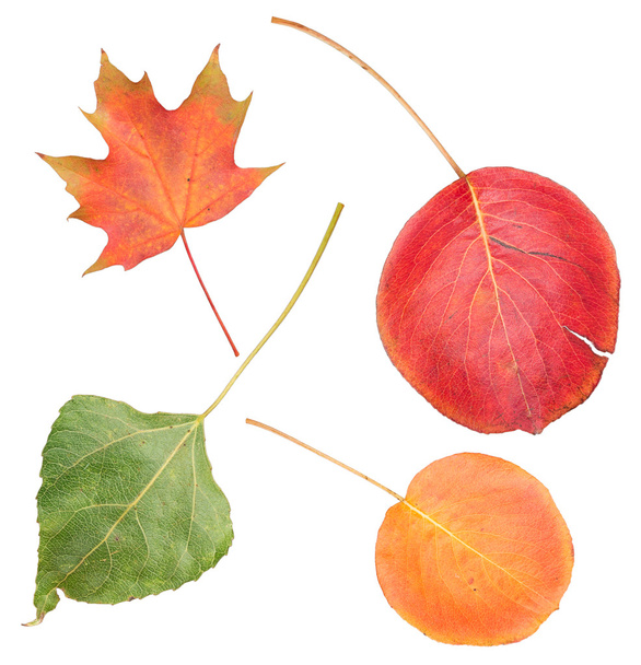 Conjunto de hojas coloridas de otoño
 - Foto, Imagen