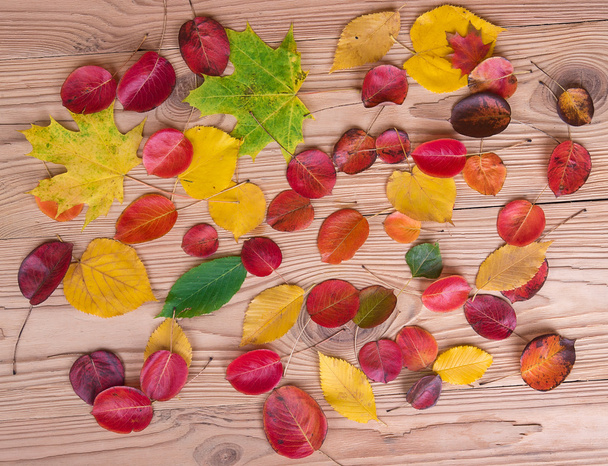 πολύχρωμα φθινοπωρινά φύλλα - Φωτογραφία, εικόνα