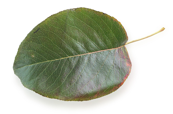 zielony jesienny liść  - Zdjęcie, obraz