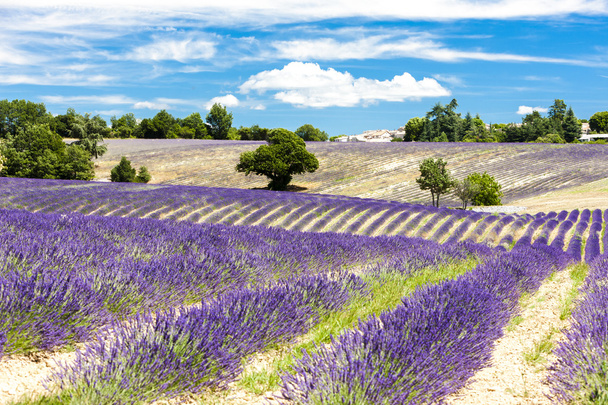 Lavendelfeld mit Bäumen, Provence - Foto, Bild