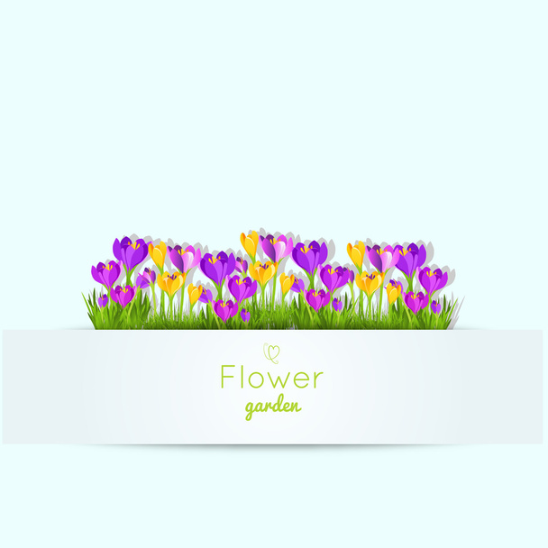 Frühling Illustration mit Krokusgartenblumen. Vektorillustration - Vektor, Bild