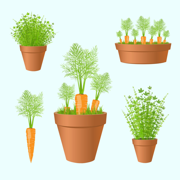 Набор садовых горшков со свежей морковью и зелеными.
 - Вектор,изображение