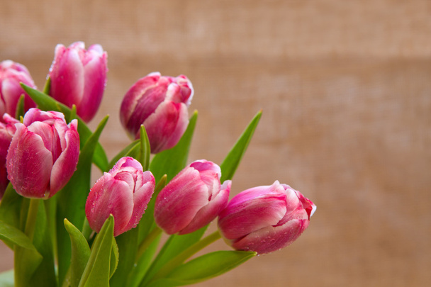 Pink tulips background. - Photo, Image