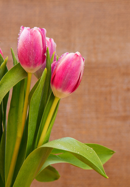 roze tulpen achtergrond. - Foto, afbeelding