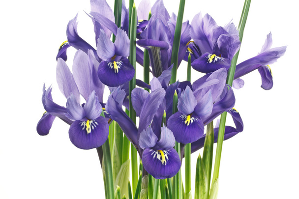 Iris virágok és levelek, fehér alapon - Fotó, kép