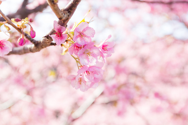 Floração de ramos de árvore sakura
 - Foto, Imagem