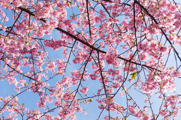 Цветущие ветви сакуры
 - Фото, изображение