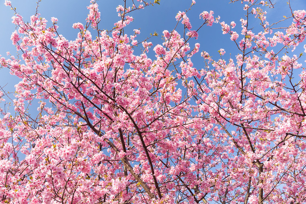 blooming sakura tree branches - Photo, image