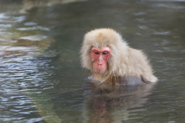 温泉で日本雪猿 - 写真・画像