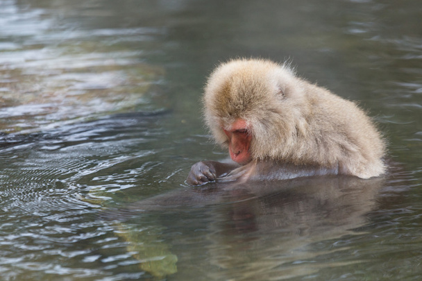 温泉で日本雪猿 - 写真・画像