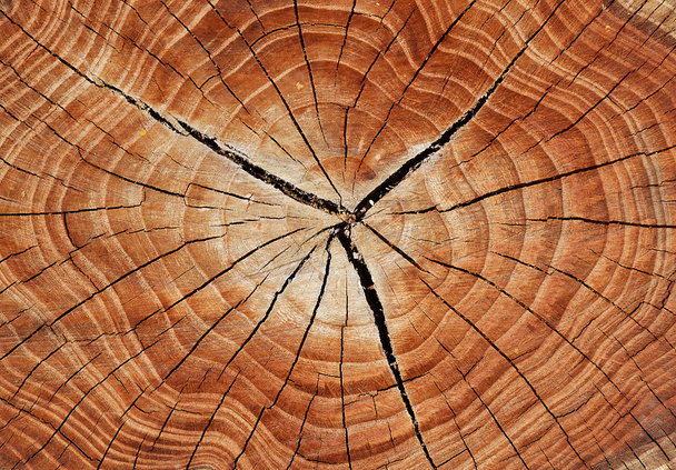 texture de la souche d'arbre - Photo, image