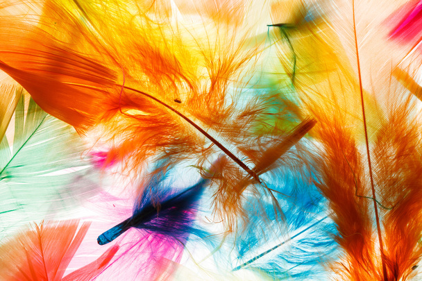 Colorful bird feathers - Foto, afbeelding