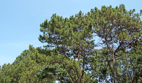 yeşil çam ağacı orman  - Fotoğraf, Görsel