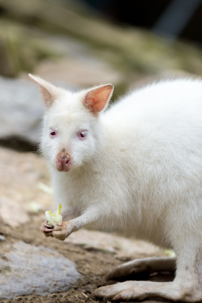 Closeup of a Red-necked Wallaby white albino female - Fotó, kép