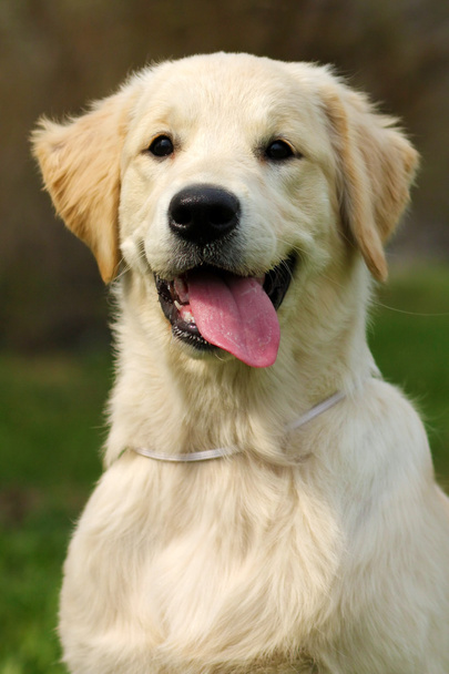 the puppy Golden Retriever - Foto, imagen