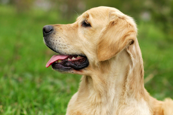 dog Golden Retriever - Fotografie, Obrázek