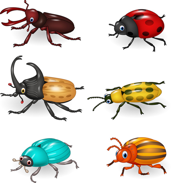 Dibujos animados divertida colección de escarabajos
 - Vector, imagen