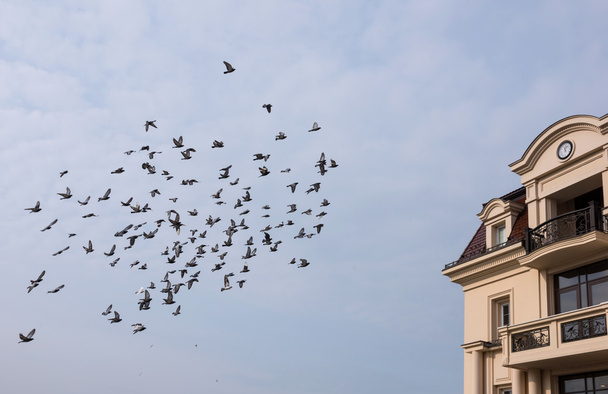 sziluettek galambok - Fotó, kép